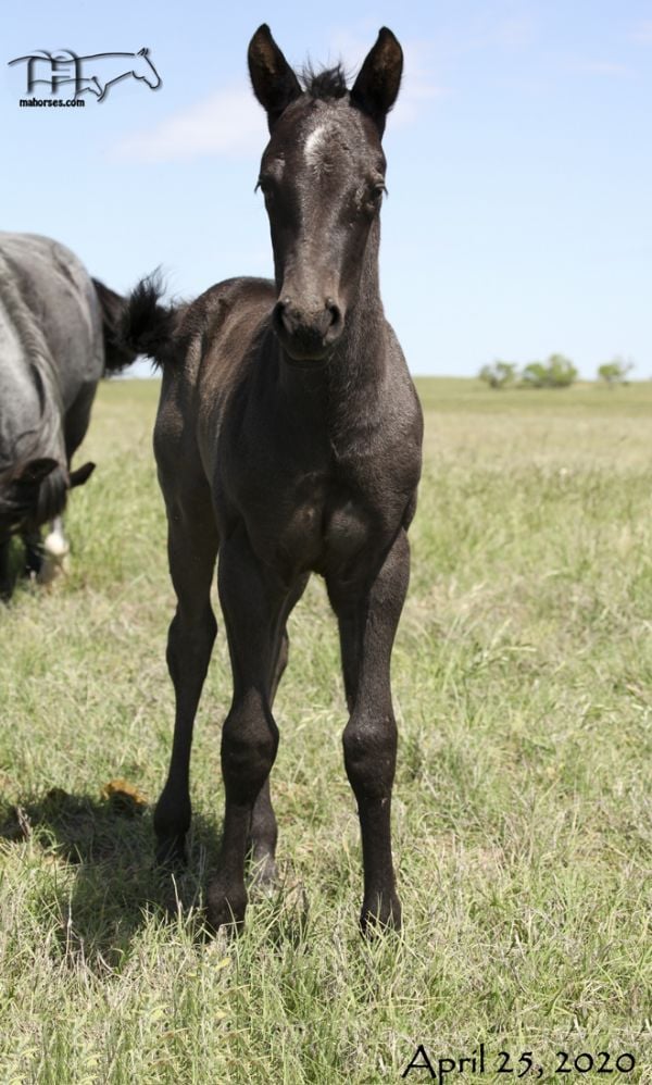 Rainy Blu Hancock's 2020 Filly